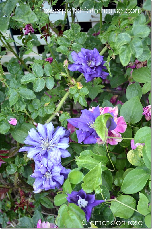 clematis on rose