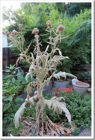 120813_Cynara-cardunculus