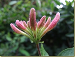 DSCF2248