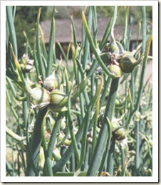 onion