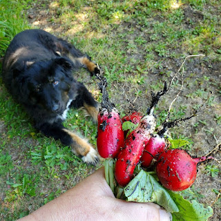 harvesting radishes