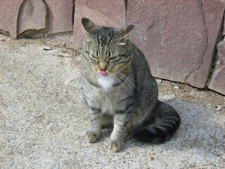 White Collar Tabby Cat: Part Two