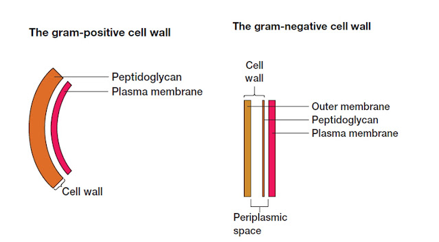 Structures of bacterial cell wall