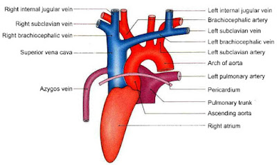 Superior vena cava, vena cava, Aas, alfaaz-e-aas