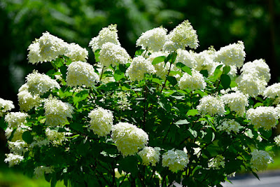 Hydrangea paniculata Limelight - Limelight Hydrangea care