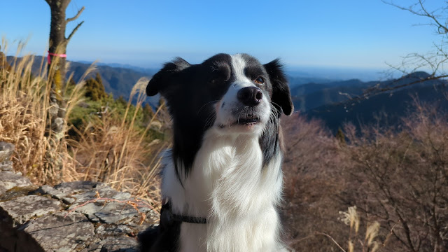 保護犬 ボーダーコリー トーマ 御岳山