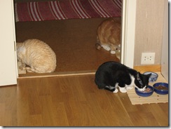 Feedingtime for the cats