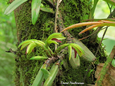 Maxillaria aciantha - Pointed Flower Maxillaria care