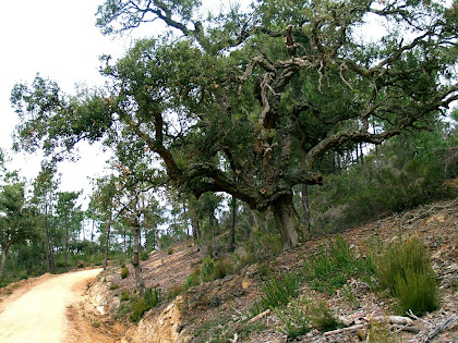 Surera en el camí de Lloret