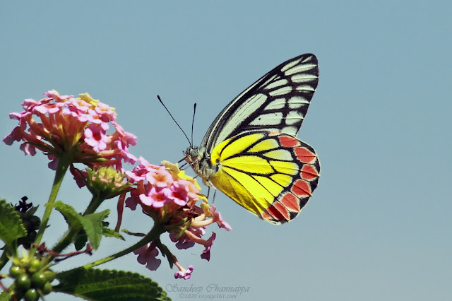 Common Jezebel butterfly