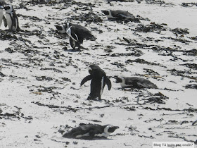 Boulders Beach