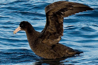 Southern Giant-Petrel in Peninsula Valdes Patagonia Argentina