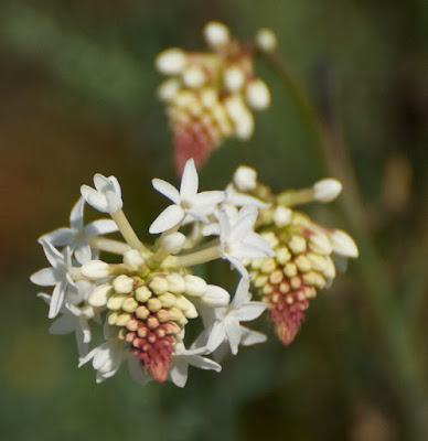 Creamy Candles (Stackhousia monogyna)