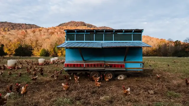 How expensive is it to build your own chicken coop
