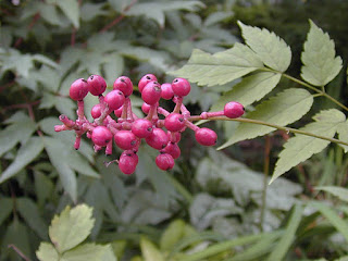 actaea tipos