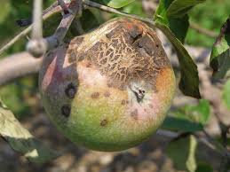 apple scab disease | apple scab symptoms