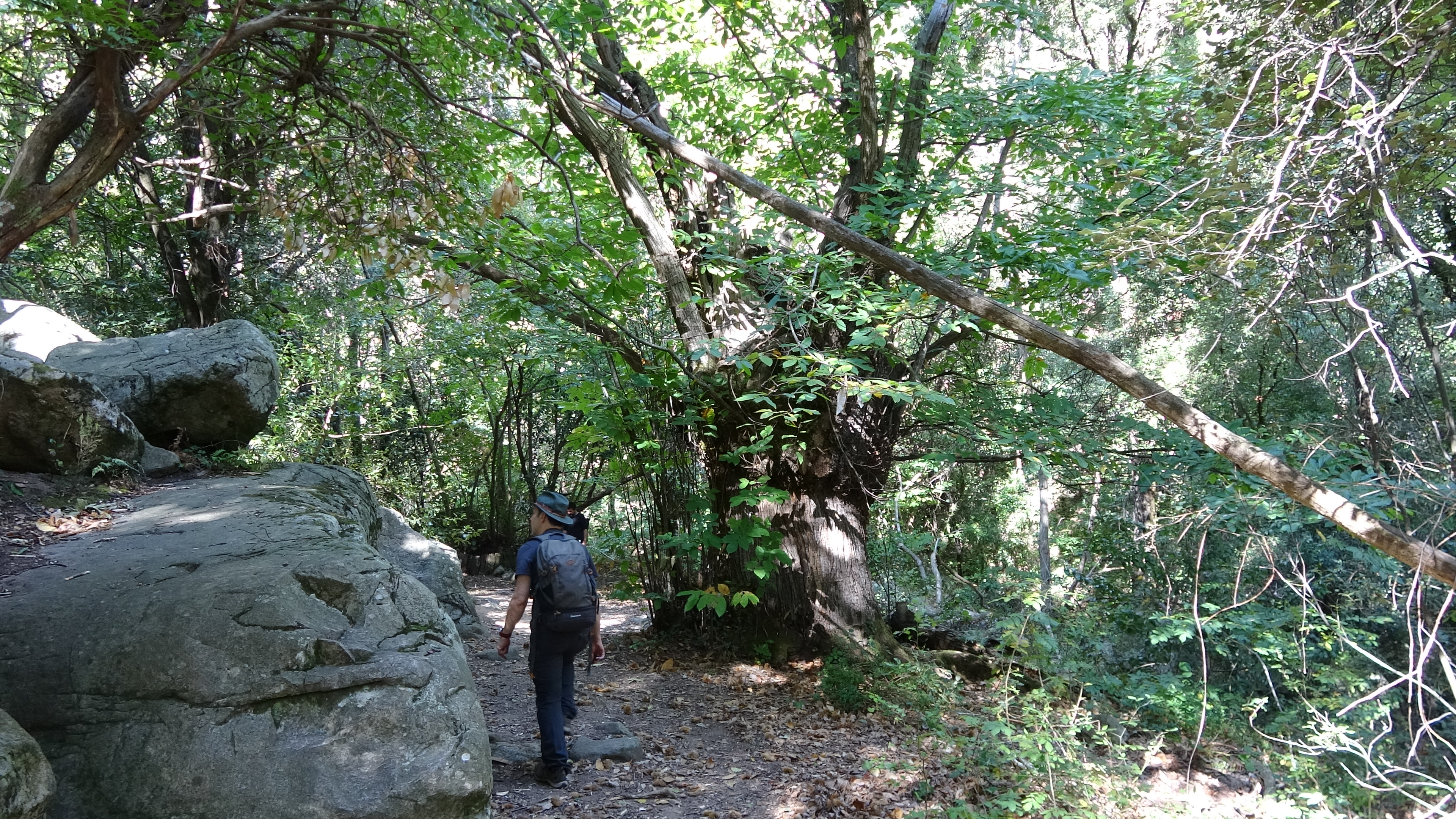 Castaños centenarios en el Camí de les Cascades