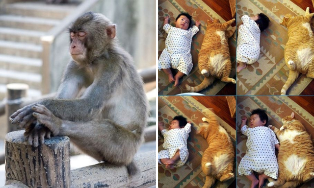 Animais e pessoas cansadas dormem em qualquer lugar, engraçado!