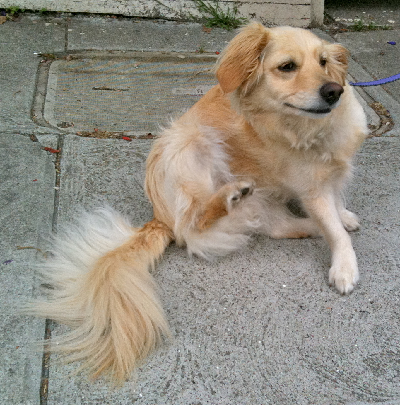 Cute Dogs: Golden Retriever Poodle Mix - IMG 2247