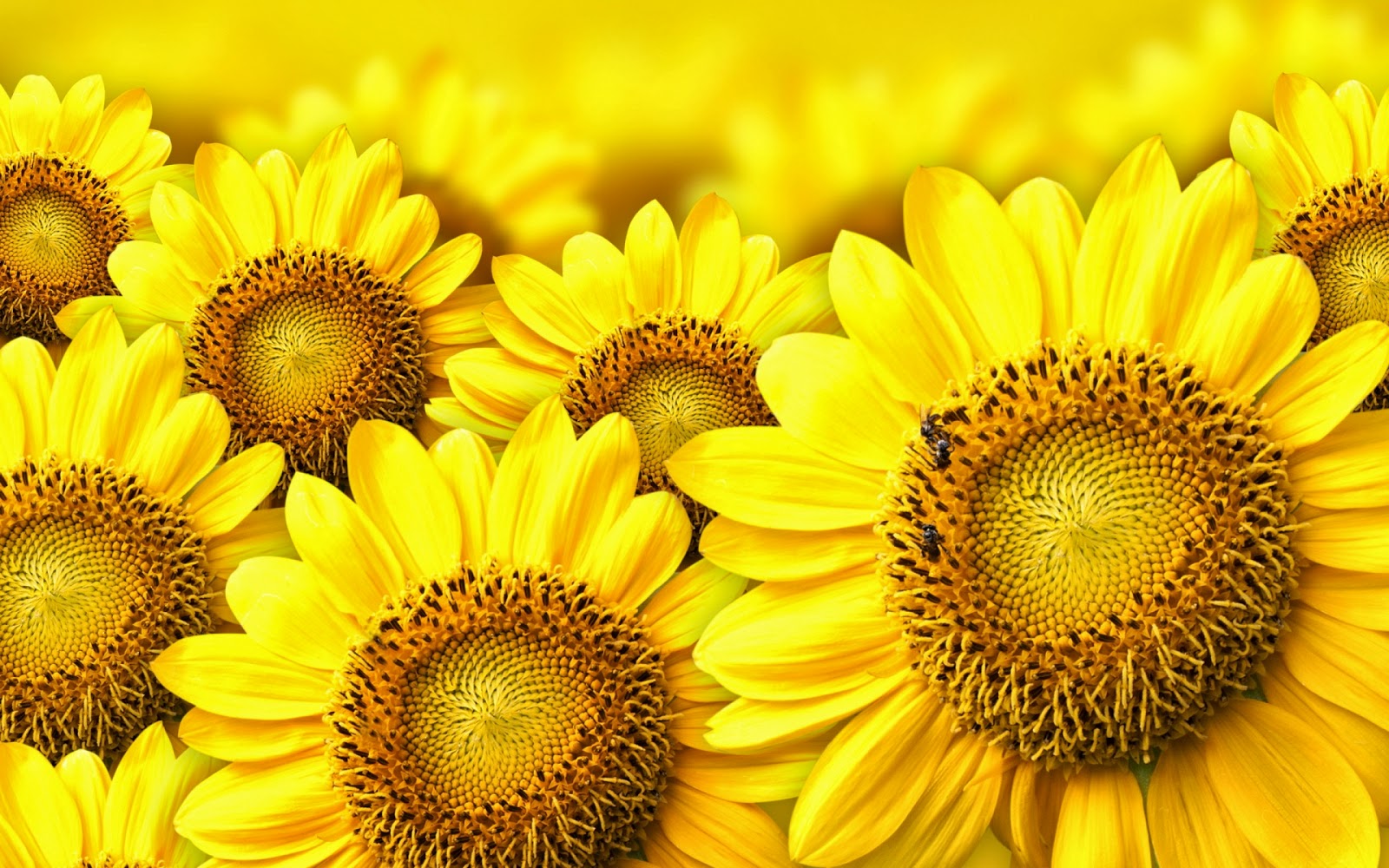  Manfaat  Bunga  Matahari untuk Pengobatan