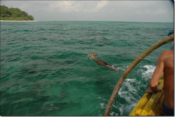 Pescadores salvam um veado (1)