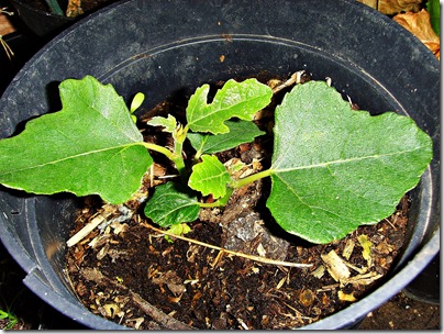 Fig plant