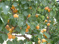 Buah Apricot