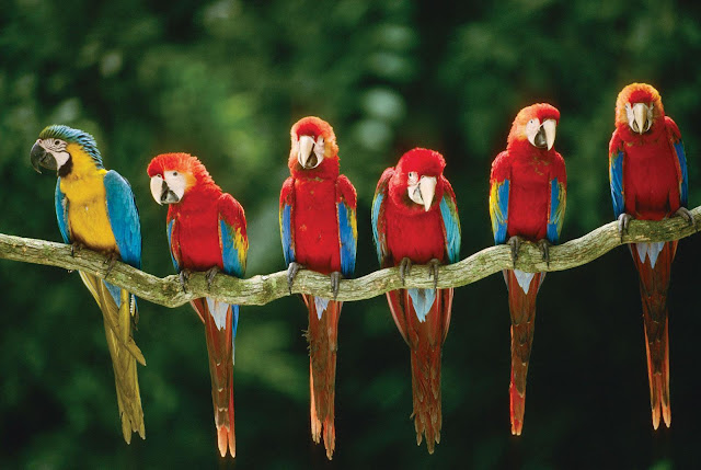 Blue Macaw Birds