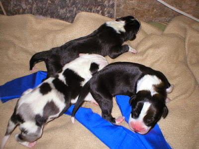 Great Dane Puppies