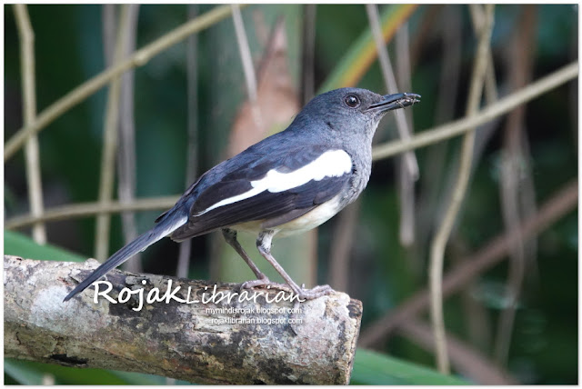 Magpie Robin