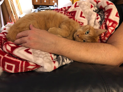 orange cat in human arm