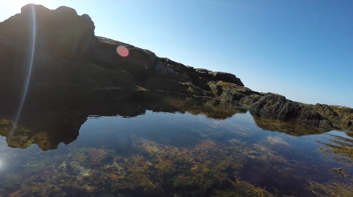 Tide Pools in Acadia