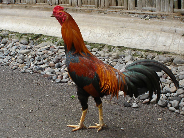 All About Unggas Jenis Ayam  Kampung Berdasarkan Warna 