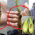 Cara Buat Cantuman Avocado Supaya Berbuah Cepat, Lebat Dan Rendah