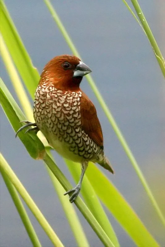 Scaly-breasted  Munia