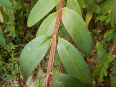 方莖金絲桃的葉