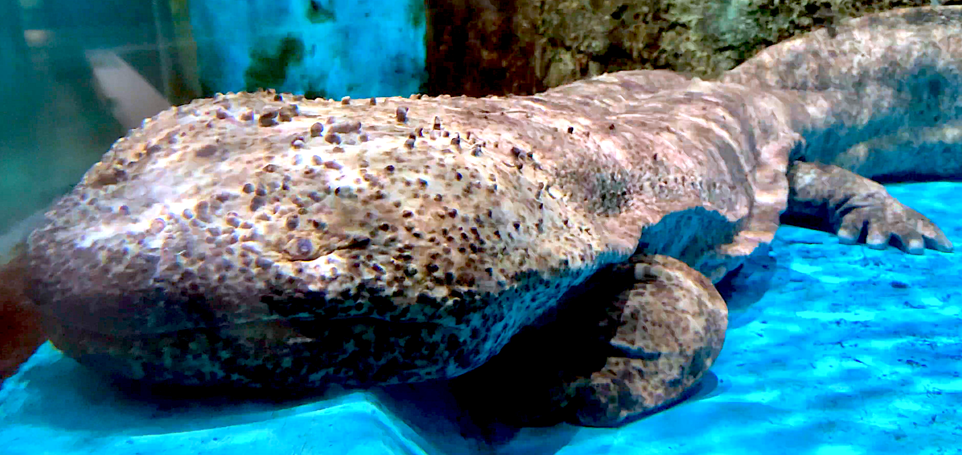 Aquarium Movies Japan Archive 生きている魚図鑑 オオサンショウウオ Giant Salamander チュウゴク オオサンショウウオとオオサンショウウオ Chinese Giant Salamander Andrias Davidianus Japanese Giant Salamander Andrias Japonicas Aquarium Movies Japan Archive 生きている魚図鑑 オオサンショウウオ Giant Salamander チュウゴク オオサンショウウオとオオサンショウウオ Chinese Giant Salamander Andrias Davidianus Japanese Giant Salamander Andrias Japonicas