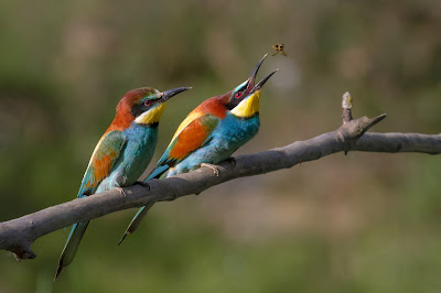 European bee eater