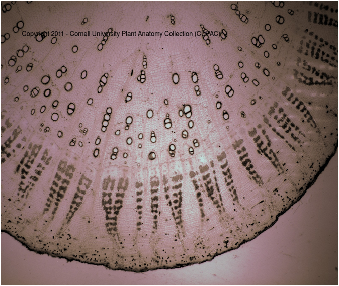 Secondary thickening in dicot root