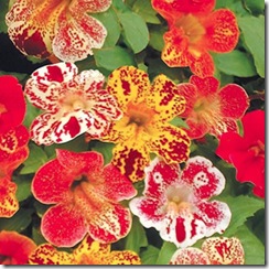 Mimulus