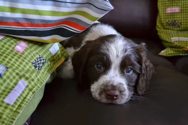 English Springer Spaniel Puppy