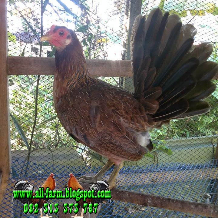 Gambar Ayam Philipina / foto dan gambar ayam pilipina atau philipine