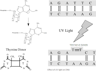 Effect of Ultra Violet light on DNA base paring