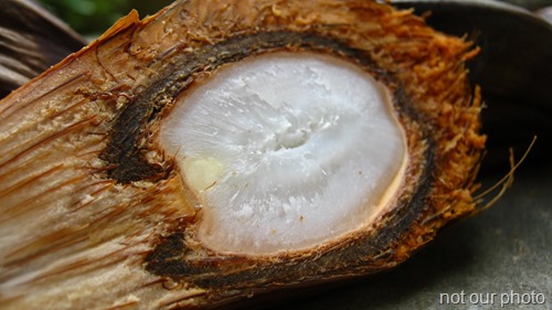 Nypa Fruit