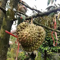 Bibit Pohon Durian Duri Hitam Unggul