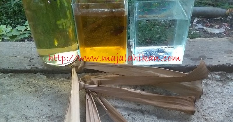 5 Manfaat Daun Pisang Kering Untuk Ikan Cupang Dan Ikan Hias Air Tawar Lainya Ikan Hias Air Tawar Laut Dan Aquarium