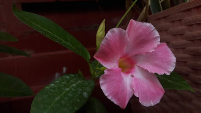 Mandevilla