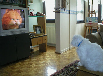 Pets watching TV Seen On www.coolpicturegallery.us