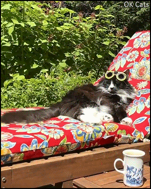 Funny Cat GIF • Chillaxing cat living his best life. He enjoys summer and sunny days like his humans [ok-cats.com]
