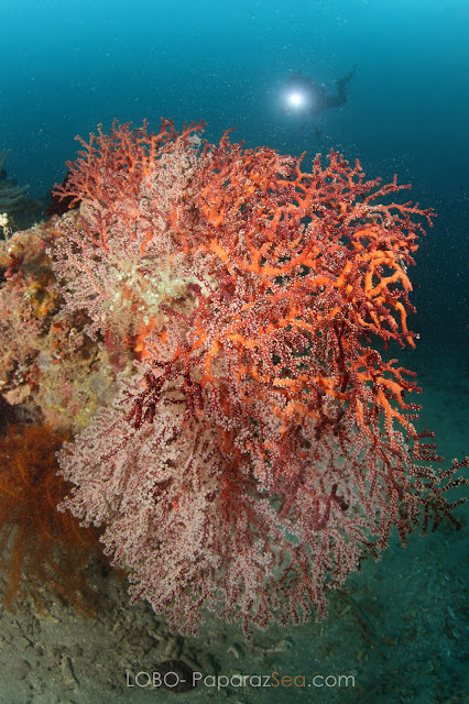 Jun V Lao, Underwater Photography